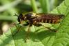 Choerades fimbriata